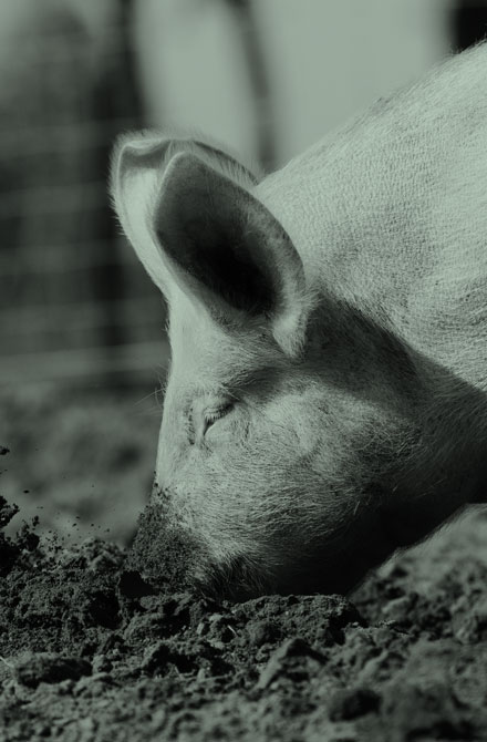 Unabhängige Fütterungsberatung Schwein